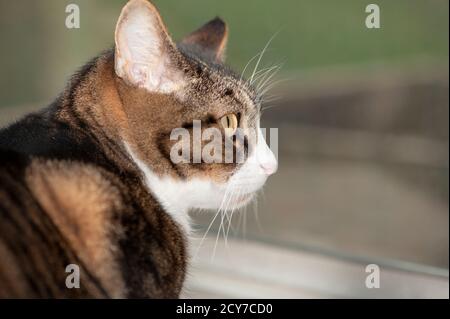 Braun gestromte Katze, die aus einem Fenster schaut. Stockfoto