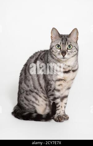 Posierte Porträt einer silbernen bengalkatze mit grünen Augen. Stockfoto