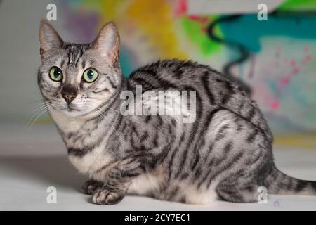 Silberne bengalkatze, die vor einem bunten Gemälde sitzt. Stockfoto