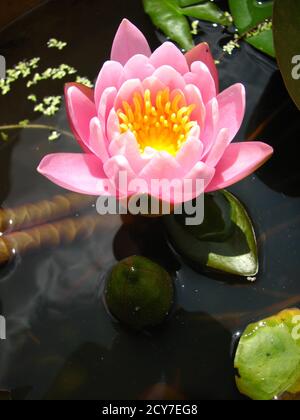 Nahaufnahme einer Seerose im Teich, 'James Brydon' gehüllte rosarote Blume Stockfoto