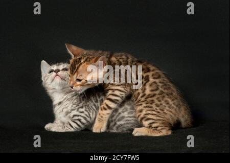 Zwei bengalische Kätzchen spielen, ein silbernes und ein braunes. Stockfoto