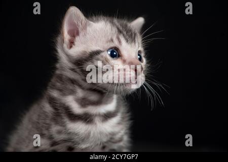 Entzückendes Porträt eines jungen silbernen bengalen Kätzchens. Stockfoto