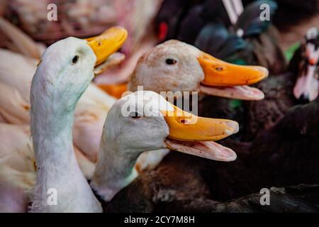 Gänse für den Verkauf in den lokalen Markt, zu Hause zum Abendessen getroffen werden. Stockfoto