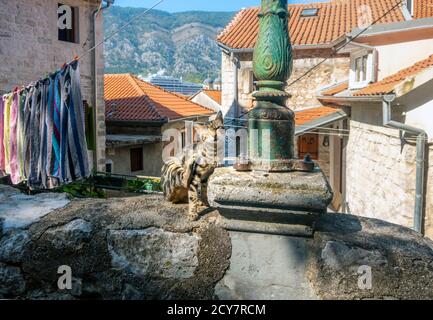 Eine streunende tabby Katze kratzt sich an einer Steinmauer in der mittelalterlichen ummauerten Stadt Kotor, Montenegro, der Stadt der Katzen Stockfoto