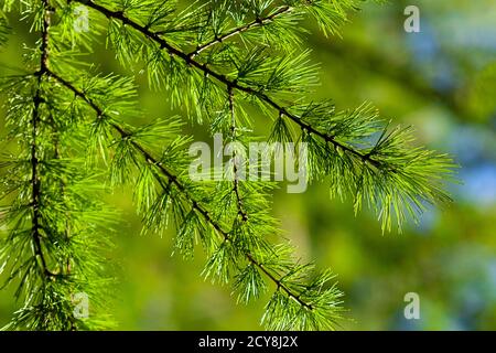 Larix decidua (europäische oder gemeine Lärche) grüne Zweige aus nächster Nähe Stockfoto