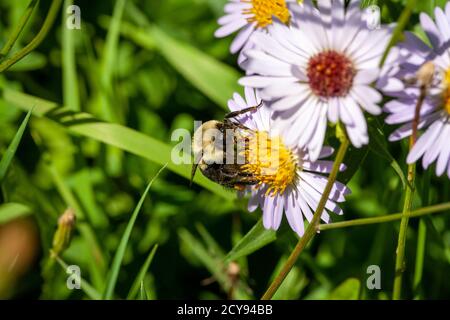 Bienen sammeln Pollen auf einer Blume der Familie der Gänseblümchen Stockfoto