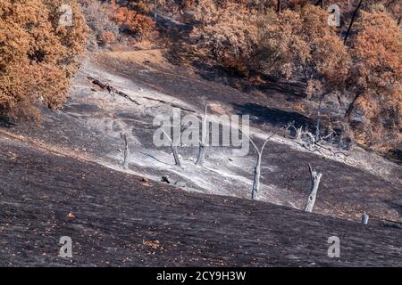Autumn Burn, versengt von einem Waldbrand in Nordkalifornien, eine verwüstete Schönheit. Stockfoto