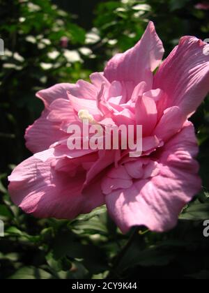 Nahaufnahme einer 'Hibiscus syriacus 'Ardens', doppelblütige Pflanze Stockfoto