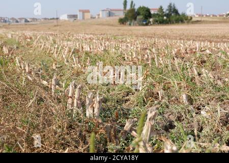Geerntete Maispflanzen auf dem Feld Stockfoto