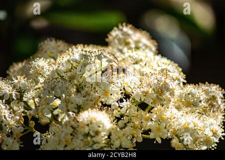Honigbiene sammelt Pollen aus weißen Blütenblättern im Frühjahr Stockfoto