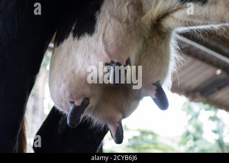 Selektiver Fokus Eutermilch von jungen Kuh Weibchen stehend auf Milchviehbetrieb Stockfoto