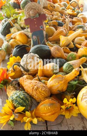 Stapel von Kürbissen und Kürbissen für Herbst Kommissionierung Stockfoto