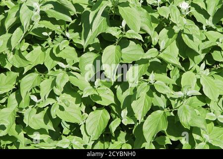 Ein natürliches grünes Blatt Hintergrund Stockfoto