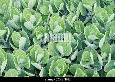 Sedum spectabile, dekorative Herbstgartenpflanze Stockfoto