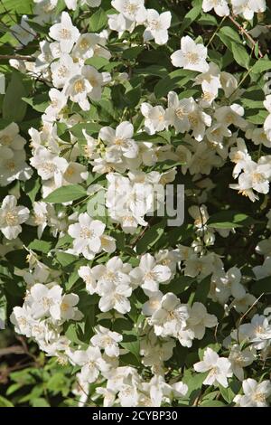 Mock Orangenbaum - (Philadelphus coronarius) Blüten Stockfoto