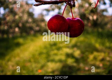 Ein Paar Äpfel in ihrem Baum. Stockfoto