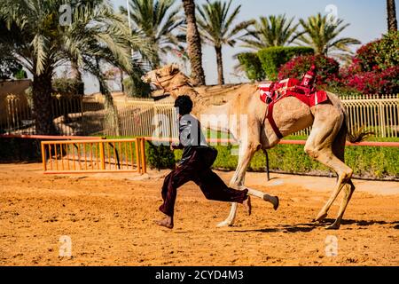 Dubai, VAE, Mar 21, 2018 - Man läuft neben Kamel Rasse ausgebildet werden Stockfoto