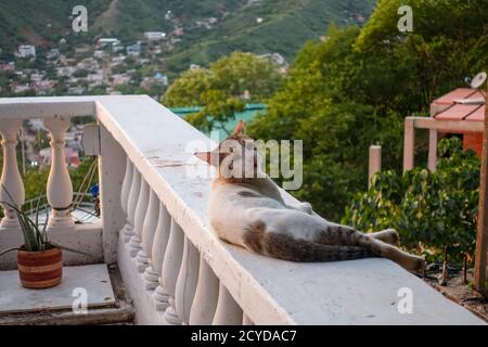 Weiße Großkatze auf dem Balkon in Taganga, Kolumbien 2020 Stockfoto