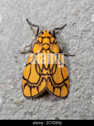 Makrofotografie des kleinen gelben Schmetterlings an grauer Wand Stockfoto