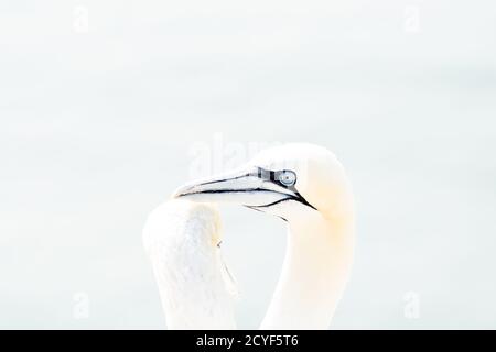 Porträt von Paar von Nord-Gannet, Sula bassana, zwei Vögel lieben in weichem Licht, Tier Liebesverhalten. Weiches Licht in High-Key Stockfoto