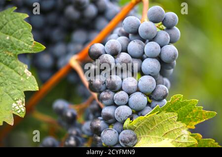 Nahaufnahme von reifen blauen Trauben am Weinstock Stockfoto