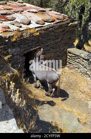 Süßer grauer Esel auf dem Land, außen stabil Stockfoto