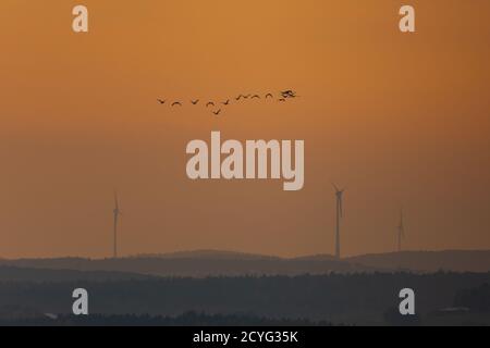 Schwarm Gänse in der Luft fliegen über Hügel mit Windkraft-Motoren in gelbem Dunst ziehen für den Winter nach Süden Stockfoto