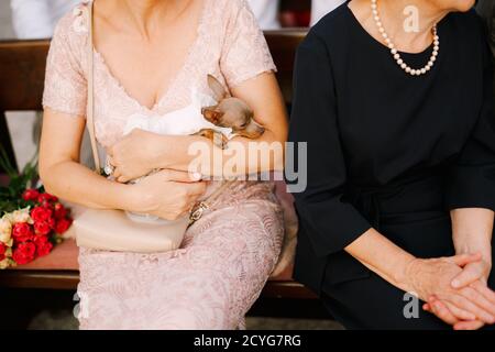 Kleine Rasse Hund Spielzeug Terrier in den Armen einer Frau auf einer Holzbank in einem öffentlichen Ort. Stockfoto