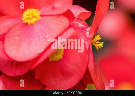 Landschaft im Casino Park in Wiesbaden Stockfoto