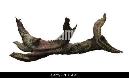 driftwood, trockener Baum Ast mit Moos und Seeraume isoliert auf weißem Hintergrund Stockfoto