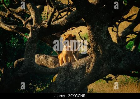 Eine Löwin, die am Morgen auf einem Baum sitzt, um auf ihrem Territorium zu wachen. Masai Mara National Reserve, Kenia Stockfoto