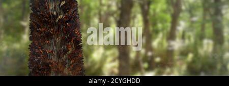 Schwarm von Monarchfalter auf Baumstämmen, wandernde Danaus plexippus Gruppe Stockfoto