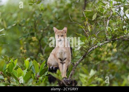Junge Dschungelkatze, die während eines Monsunnachmittages im Sundarban National Park, West Bengal, Indien, auf einer Baumspitze sitzt Stockfoto