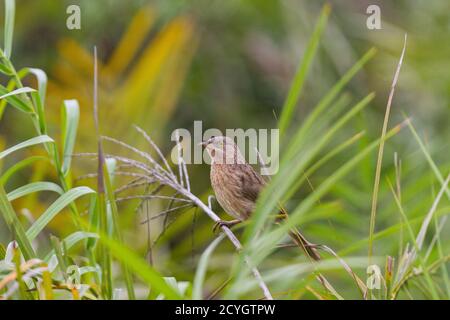 Adult Striated Babbler auf einem Mangrovenbaum Zweig im Sundarban National Park, West Bengal, Indien thront Stockfoto