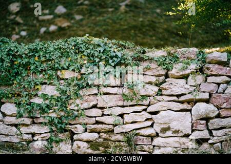 Die Steine sind übereinander in Form einer Wand mit Efeu-Locken an der Spitze gestapelt. Stockfoto