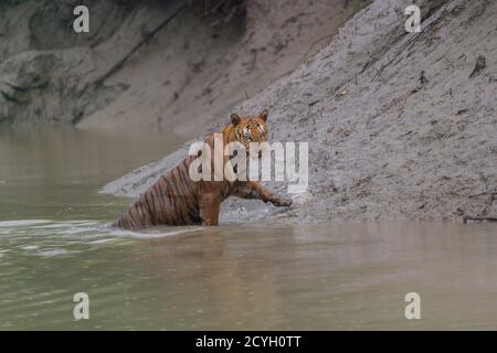 Dominanter erwachsener männlicher Bengaltiger, der aus dem Wasser kommt, mit einem wilden Anstarren im Sundarban Tiger Reserve, West Bengalen, Indien Stockfoto