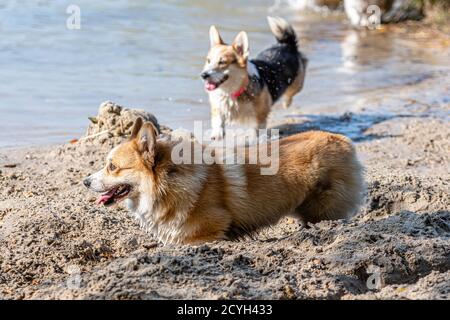 Mehrere glückliche Welsh Corgi Hunde spielen und springen in der Wasser am Sandstrand Stockfoto