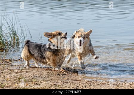 Mehrere glückliche Welsh Corgi Hunde spielen und springen in der Wasser am Sandstrand Stockfoto