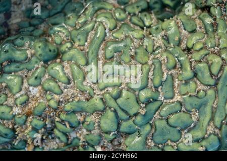 Dies ist eine grüne Favia Koralle mit leuchtend roten und grünen Augen. Meereskorallen bei Ebbe Stockfoto