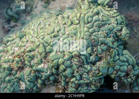 Dies ist eine grüne Favia Koralle mit leuchtend roten und grünen Augen. Meereskorallen bei Ebbe Stockfoto