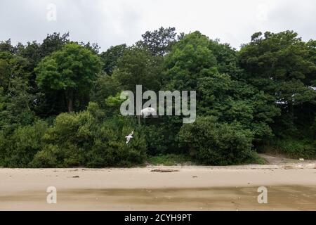 Eine Möwe fliegt an einer Jurte auf dem Gelände des Priory Bay Hotels vorbei, eingebettet in die Bäume mit Blick auf den Priory Beach auf der Isle of Wight. 21. August 20 Stockfoto