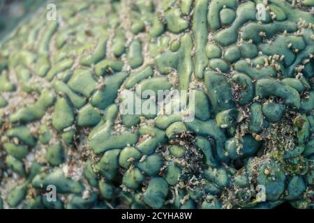 Dies ist eine grüne Favia Koralle mit leuchtend roten und grünen Augen. Meereskorallen bei Ebbe Stockfoto