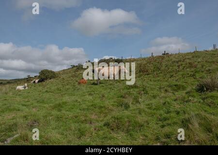 Rinderherde, die auf abgelegener und ländlicher Hügelseite grasen Auf Moorland mit einem wolkigen blauen Himmel Hintergrund in Exmoor Nationalpark in Somerset Stockfoto