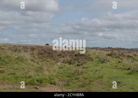 Schafschar mit markanten violetten Markierungen grasen auf abgelegene und ländliche Moorland im Exmoor National Park in Somerset, England, Großbritannien Stockfoto