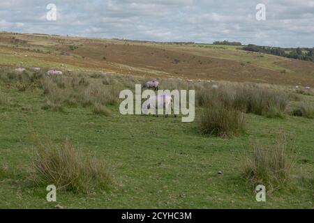 Schafschar mit markanten violetten Markierungen grasen auf abgelegene und ländliche Moorland im Exmoor National Park in Somerset, England, Großbritannien Stockfoto