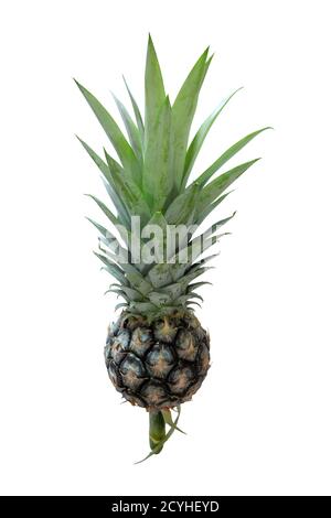 Ananas isoliert auf weißem Hintergrund mit Clipping Path Stockfoto