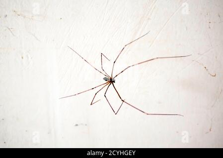 Eine Hausspinne isoliert auf weißer Wand Stockfoto