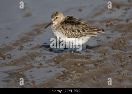 Alpenstrandläufer im Winter Gefieder Stockfoto