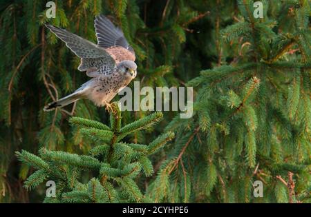 Gemeiner Kestrel Falco tinnunculus thront in einer Kiefer auf der Suche nach Beute Gegenstände in einem Norfolk Garten. Stockfoto