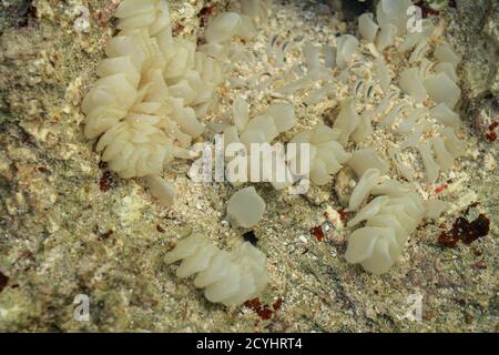 Dead man Finger im flachen Wasser. Weiße, weiche Korallen bei Ebbe Stockfoto